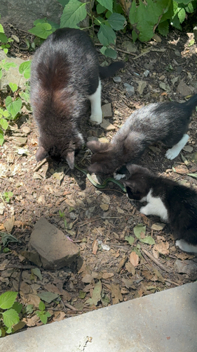 Domestic Cat