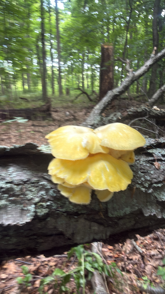 Golden Oyster Mushroom · August 2026 · photo: Photo: (c) Jude Kesl, some rights reserved (CC BY) · iNaturalist