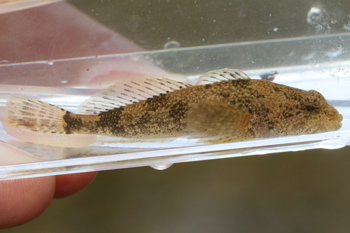 Potomac sculpin (Cottus girardi) — Cottidae — 5