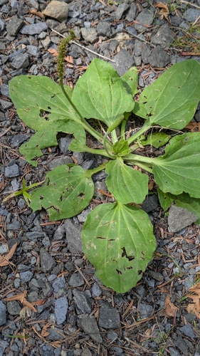 plantains