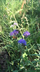 Phacelia congesta