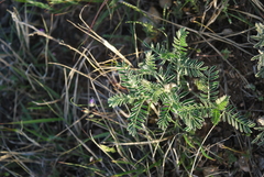 Sophora nuttalliana