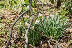 Narcissus poeticus