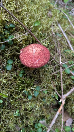 Painted Suillus