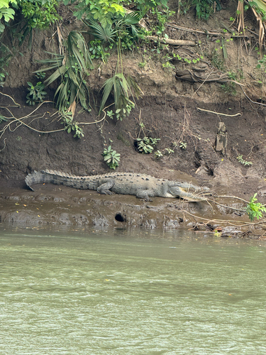American Crocodile