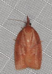 Sparganothis distincta