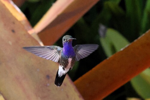 Sapphire-spangled Emerald (Chionomesa lactea), photo 3
