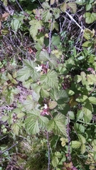 Rubus ursinus macropetalus