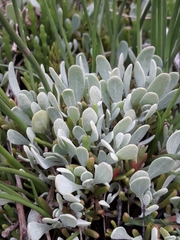 Atriplex pedunculata
