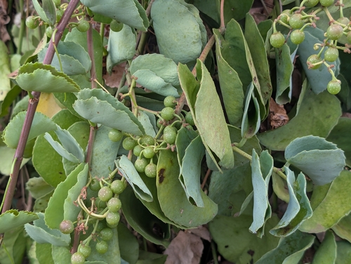Cissus, 2026-08-02