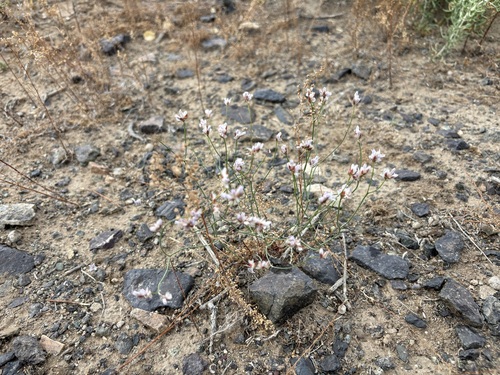 Eriogonum covilleanum observed 2026-06-28