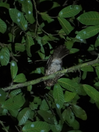 Moluccan Owlet-nightjar (Aegotheles crinifrons), photo 2