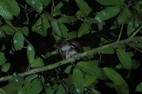 Moluccan Owlet-nightjar (Aegotheles crinifrons), photo 3