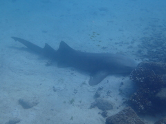 Ginglymostoma unami