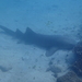 Ginglymostoma unami