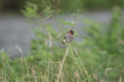 Lonchura punctulata observed 2026-08-02