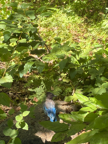 iNaturalist observation photo of Steller's Jay