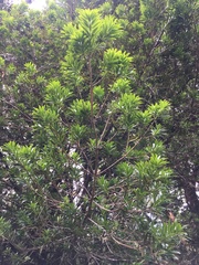 Podocarpus costaricensis