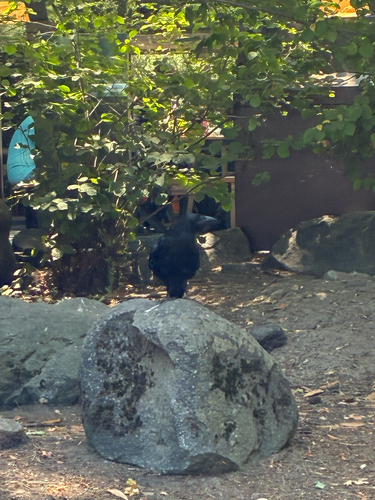 iNaturalist observation photo of Common Raven