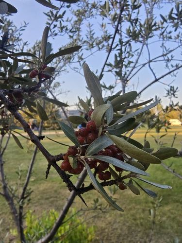 silver buffaloberry