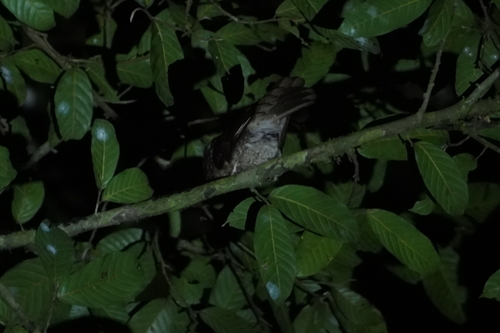 Moluccan Owlet-nightjar (Aegotheles crinifrons), photo 7