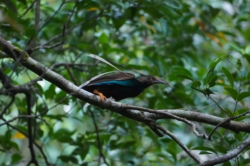 Standardwing (Semioptera wallacii)