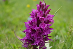 Dactylorhiza euxina