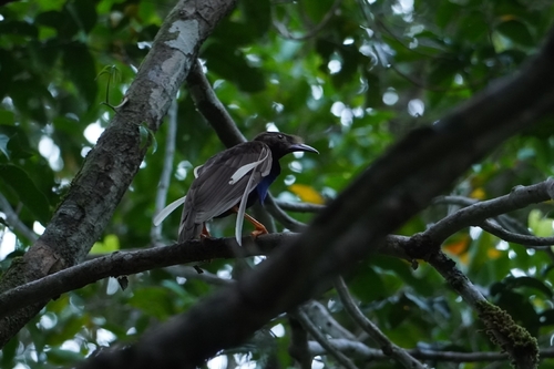 Standardwing (Semioptera wallacii), photo 2