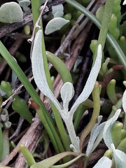 Atriplex pedunculata