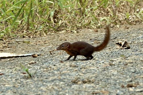 Tupaia chrysogaster