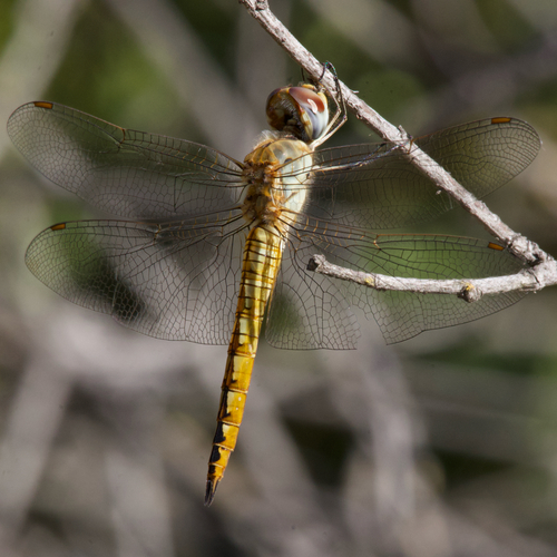 Wandering Glider photo 4