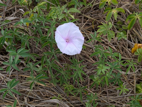 Ipomoea cairica observed 2026-08-02
