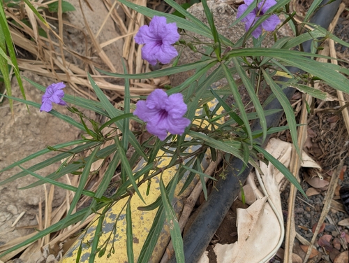 Ruellia simplex, 2026-08-02