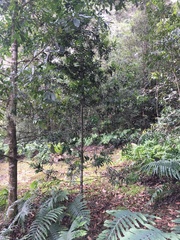 Podocarpus costaricensis image
