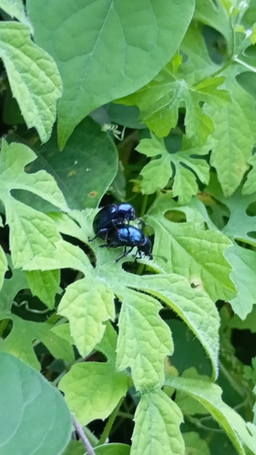 Platycorynus peregrinus