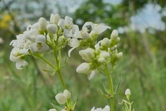 Galium glaucum