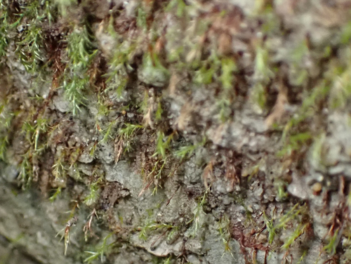 Dicranella rufescens observed 2026-08-02