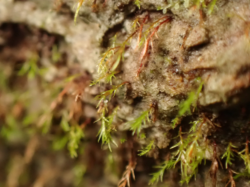 Dicranella rufescens observed 2026-08-02