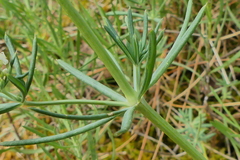 Galium glaucum