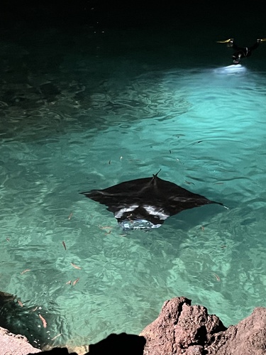 Mobula, 2026-07-30