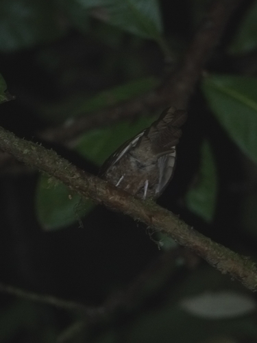 Moluccan Owlet-nightjar (Aegotheles crinifrons), photo 8