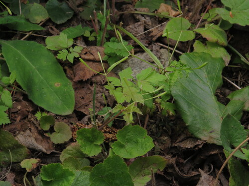 Osmorhiza depauperata, 2026-07-17