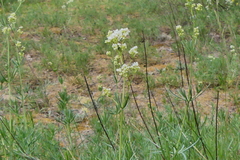 Galium glaucum