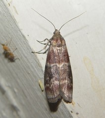 Euzophera ostricolorella