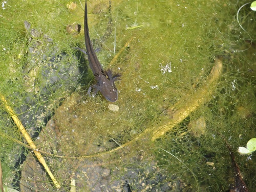Oriental Fire-bellied Newt