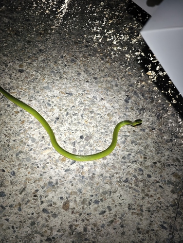 Chinese Green Snake