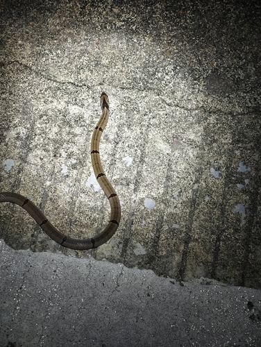 Chinese Kukri Snake