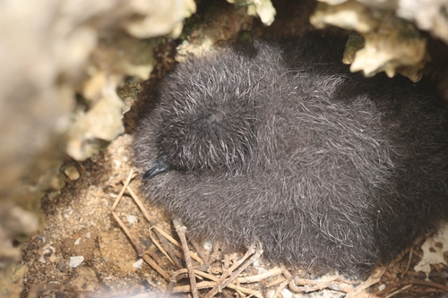 Bulweria bulwerii, 2026-08-02