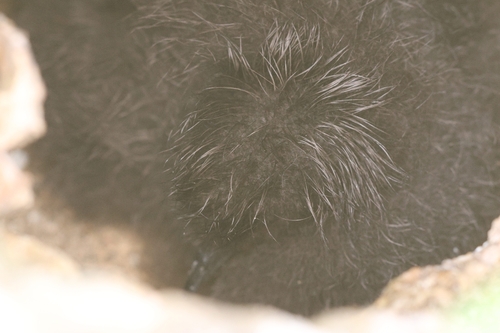 Bulweria bulwerii, 2026-08-02