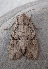 Lithophane disposita